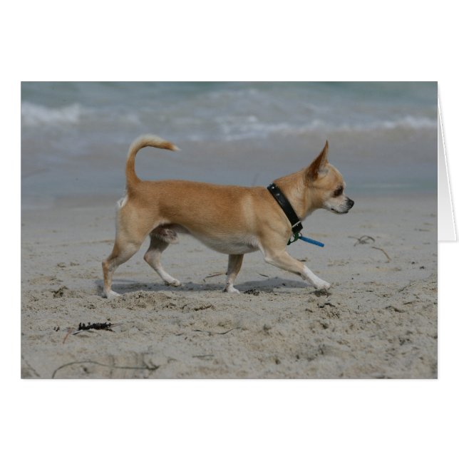 Chihuahua on Beach (Front Horizontal)