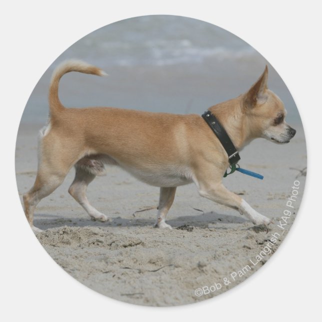 Chihuahua on Beach Classic Round Sticker (Front)