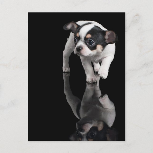 Chihuahua on black postcard (Front)