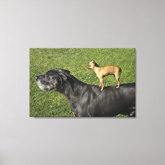 Chihuahua on Great Dane's back 2 Canvas Print