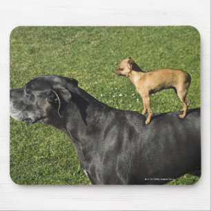 Chihuahua on Great Dane's back 2 Mouse Pad