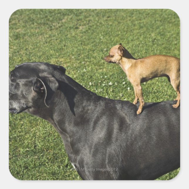Chihuahua on Great Dane's back 2 Square Sticker (Front)