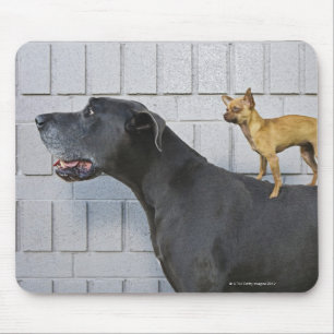 Chihuahua on Great Dane's back Mouse Pad