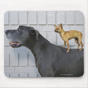 Chihuahua on Great Dane's back Mouse Pad