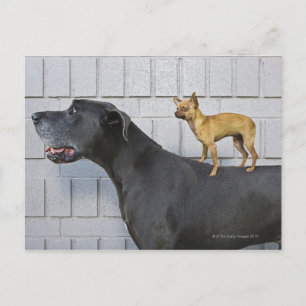 Chihuahua on Great Dane's back Postcard