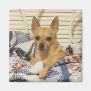 Chihuahua Or Your Photo Magnet