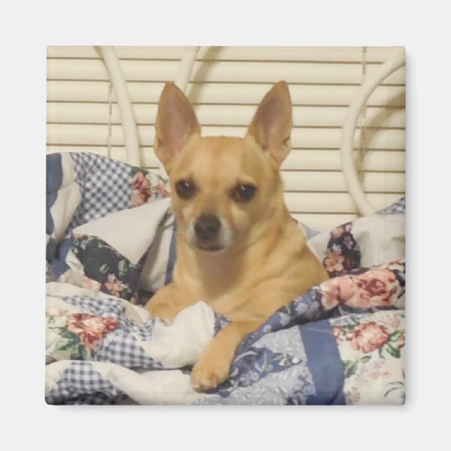 Chihuahua Or Your Photo Magnet (Front)