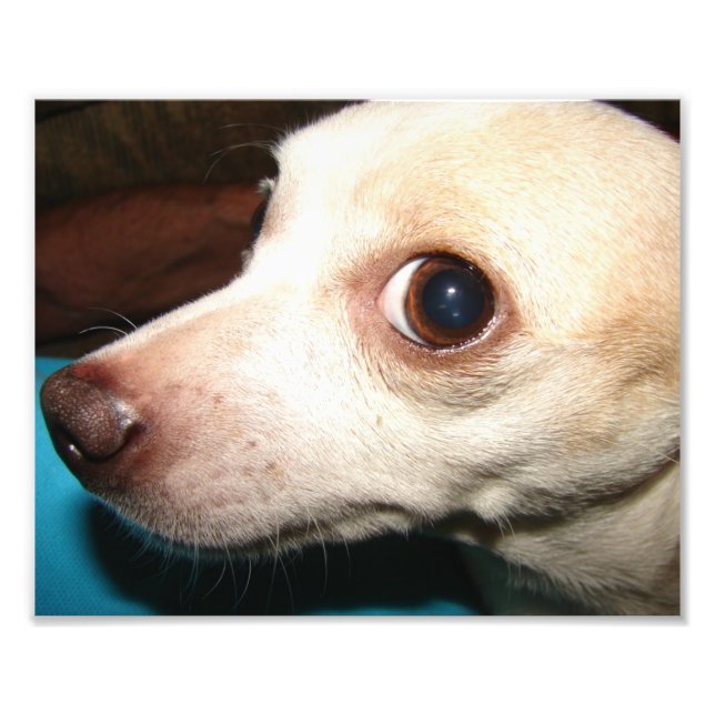 Chihuahua Photo Print (Front)