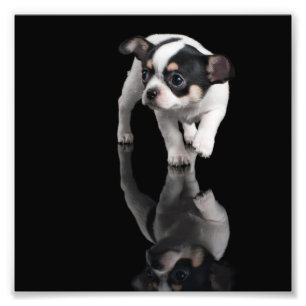 Chihuahua Photo Print