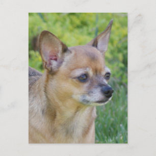 Chihuahua Postcard