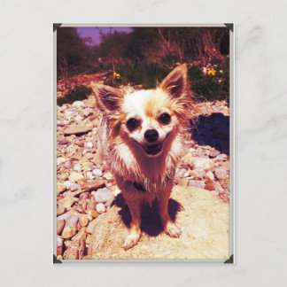 Chihuahua Postcard