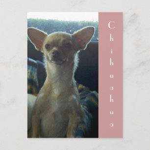 Chihuahua Postcard