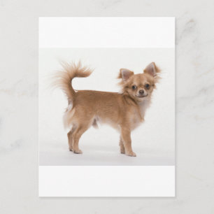 Chihuahua Postcard