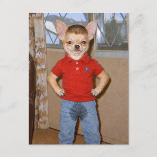 Chihuahua Potty Accident Victory Postcard (Front)