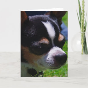 Chihuahua Pup Greeting Card