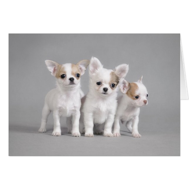 Chihuahua puppies (Front Horizontal)