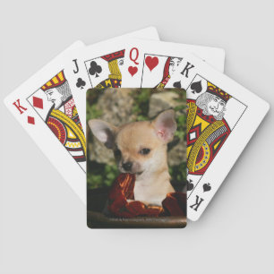 Chihuahua Puppies Playing Cards