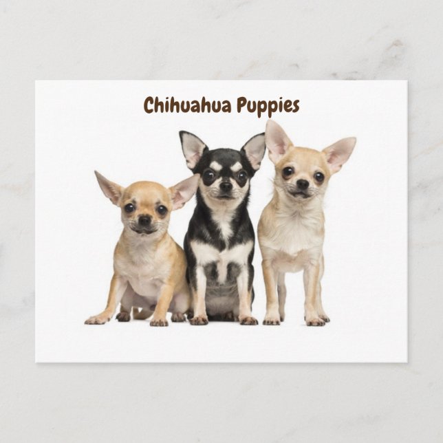 Chihuahua Puppies Posing for photo Postcard (Front)
