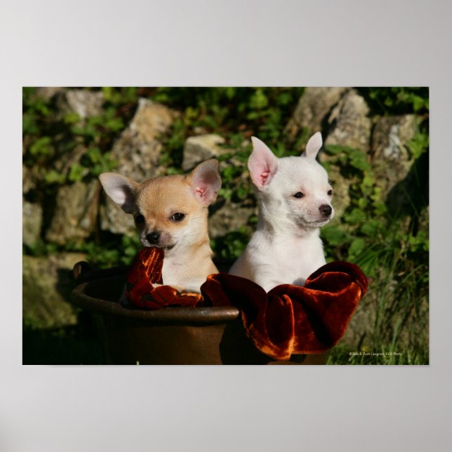 Chihuahua Puppies Poster (Front)