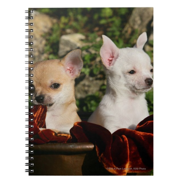 Chihuahua Puppies Spiral Notebook (Front)