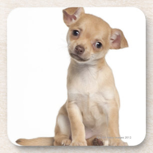 Chihuahua puppy (2 months old) coaster