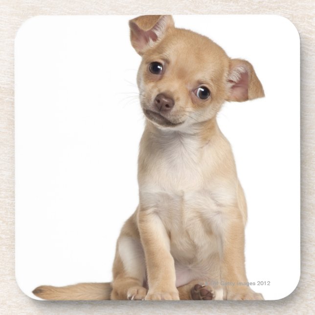 Chihuahua puppy (2 months old) coaster (Front)