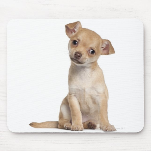 Chihuahua puppy (2 months old) mouse pad (Front)