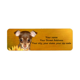 Chihuahua puppy and sunflowers