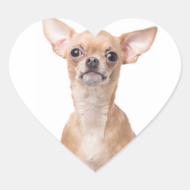 Chihuahua Puppy Dog Heart Sticker (Front)
