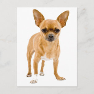 Chihuahua Puppy Dog Post Card