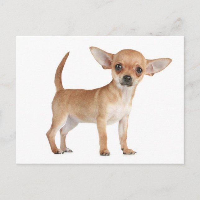 Chihuahua Puppy Dog Post Card (Front)