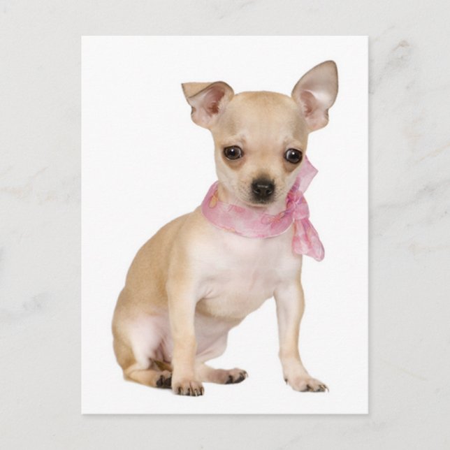 Chihuahua Puppy Dog Post Card (Front)