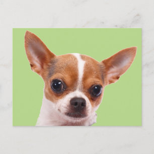 Chihuahua Puppy Dog Postcard