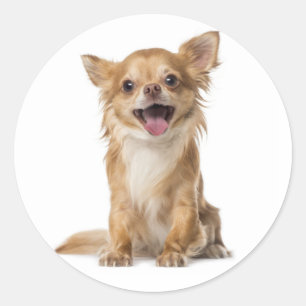 Chihuahua Puppy Dog Stickers / Seals