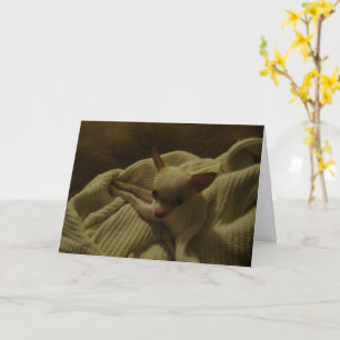Chihuahua Puppy Greeting Card
