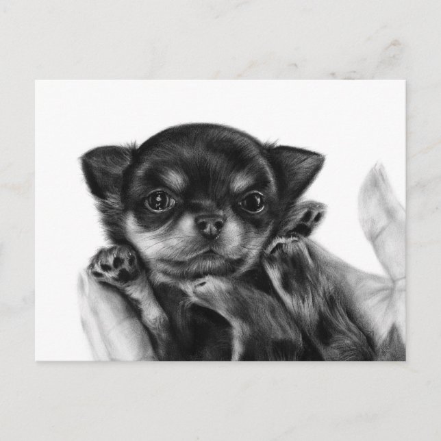 Chihuahua Puppy Hand Painted Artwork Postcard (Front)