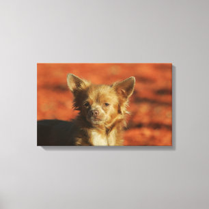 Chihuahua Puppy Headshot Canvas Print