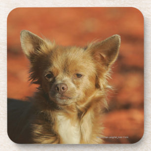 Chihuahua Puppy Headshot Coaster