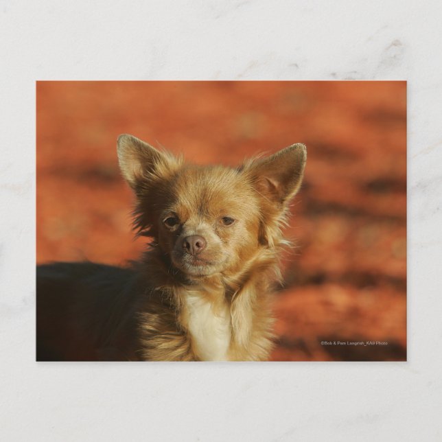 Chihuahua Puppy Headshot Postcard (Front)