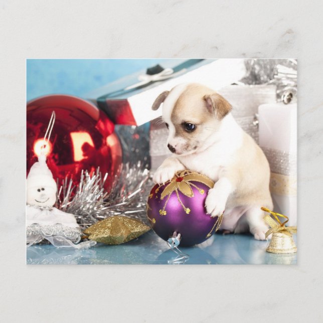 Chihuahua puppy holding Christmas Ball Holiday Postcard (Front)