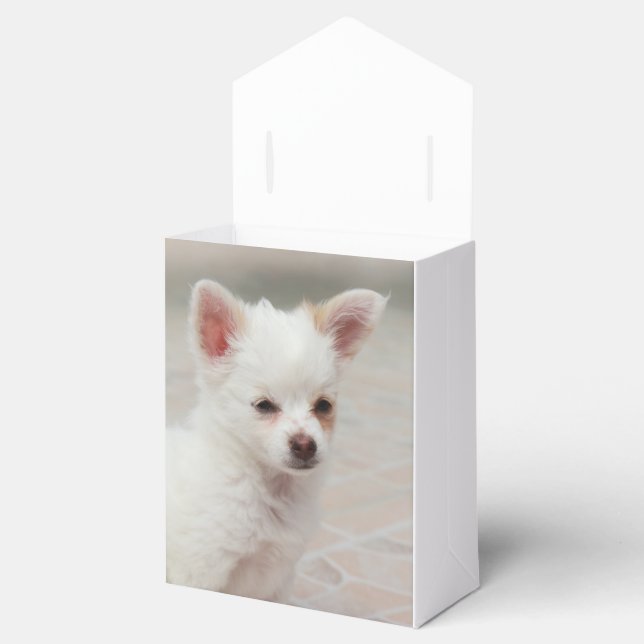 Chihuahua puppy in a garden favour box (Opened)