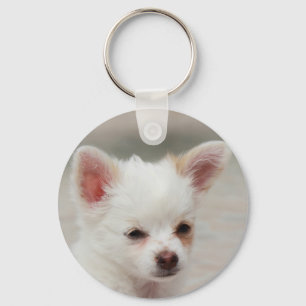Chihuahua puppy in a garden key ring
