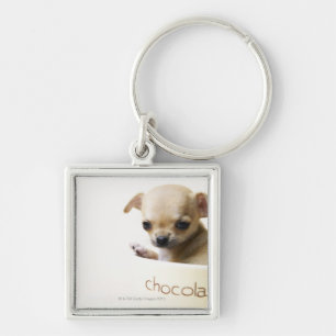 Chihuahua puppy in bowl (cropped) key ring