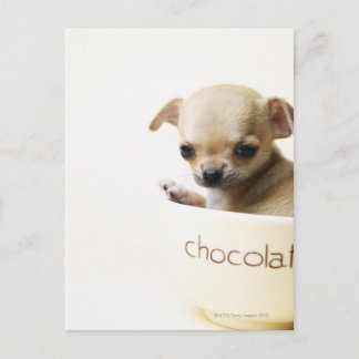 Chihuahua puppy in bowl (cropped) postcard