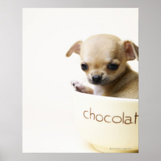 Chihuahua puppy in bowl (cropped) poster