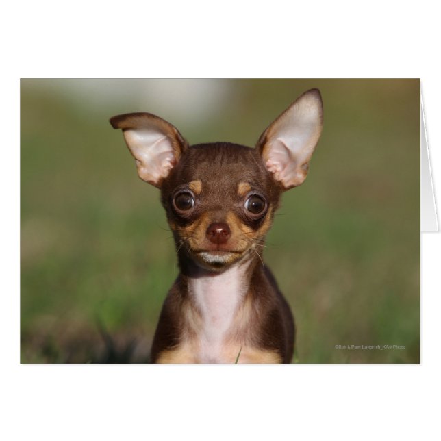 Chihuahua Puppy Looking at Camera (Front Horizontal)