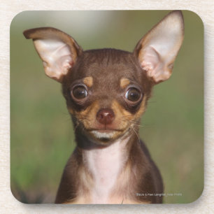 Chihuahua Puppy Looking at Camera Coaster