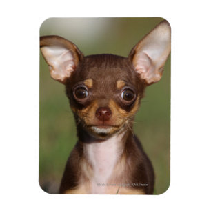 Chihuahua Puppy Looking at Camera Magnet