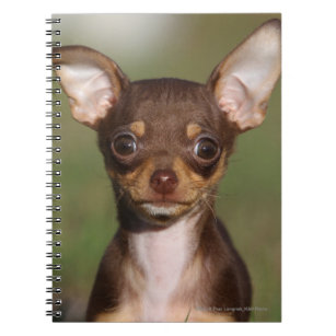 Chihuahua Puppy Looking at Camera Notebook