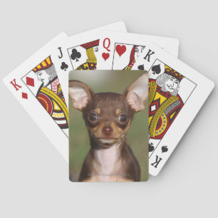 Chihuahua Puppy Looking at Camera Playing Cards